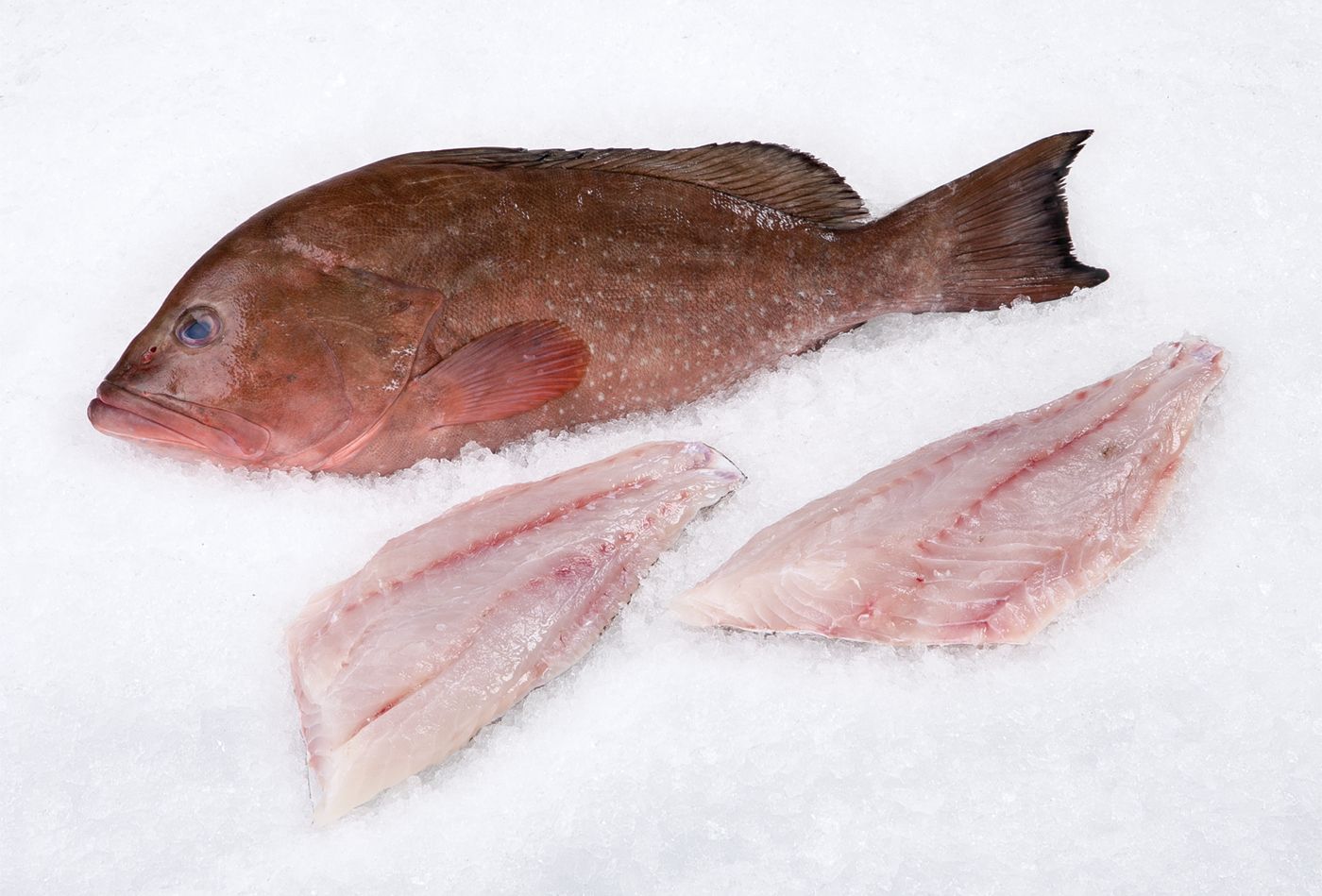 Red Grouper Filets-1 lb