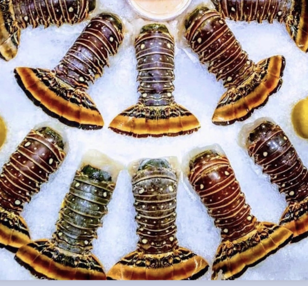 Spiny Lobster Tails (6 pack)