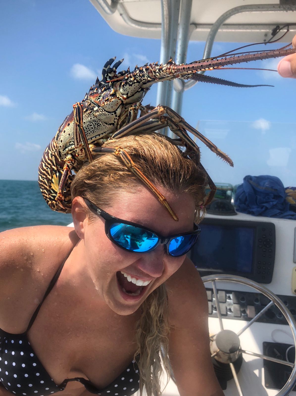 Spiny lobster held up on deck offshore in the Florida Keys